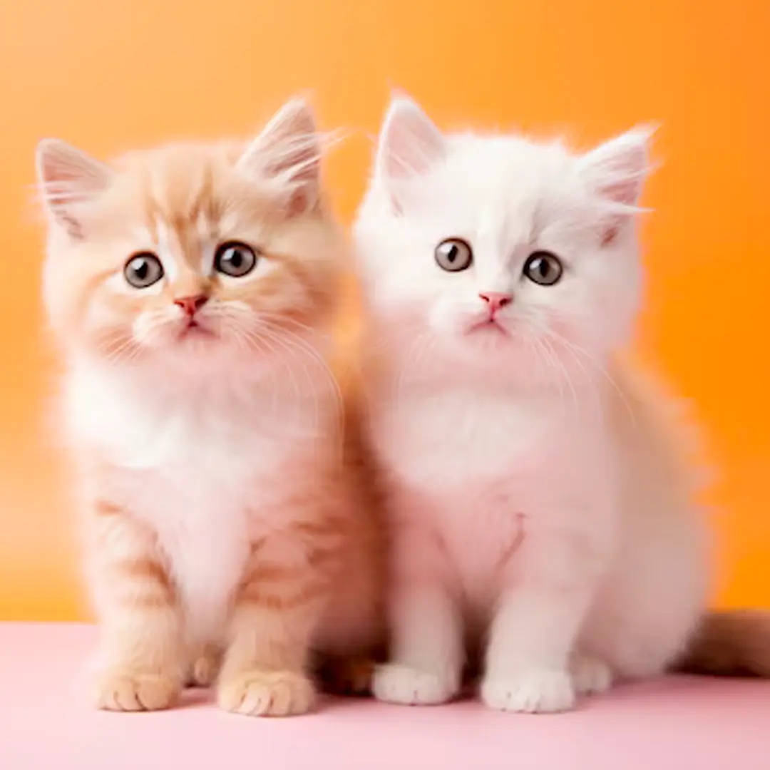 My Realistic Kitten Robot - Image 4