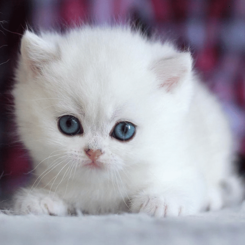 My Realistic Kitten Robot - Image 6