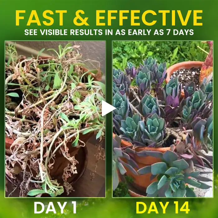 2 in 1 Vita-Enzyme Solution Internally Repairs & Nourishes for Vibrant Leaves - Image 4