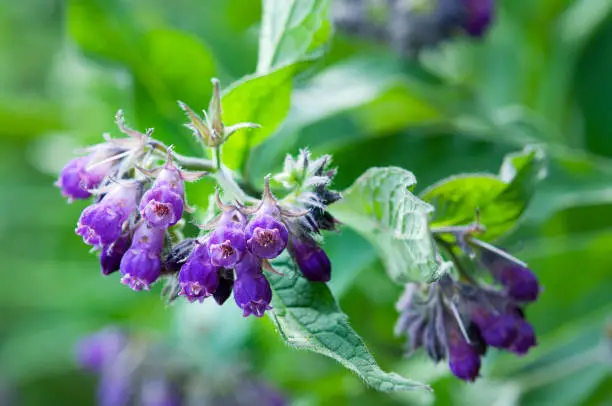Traditional Secret Formula Organic Herbal Patch - Image 3