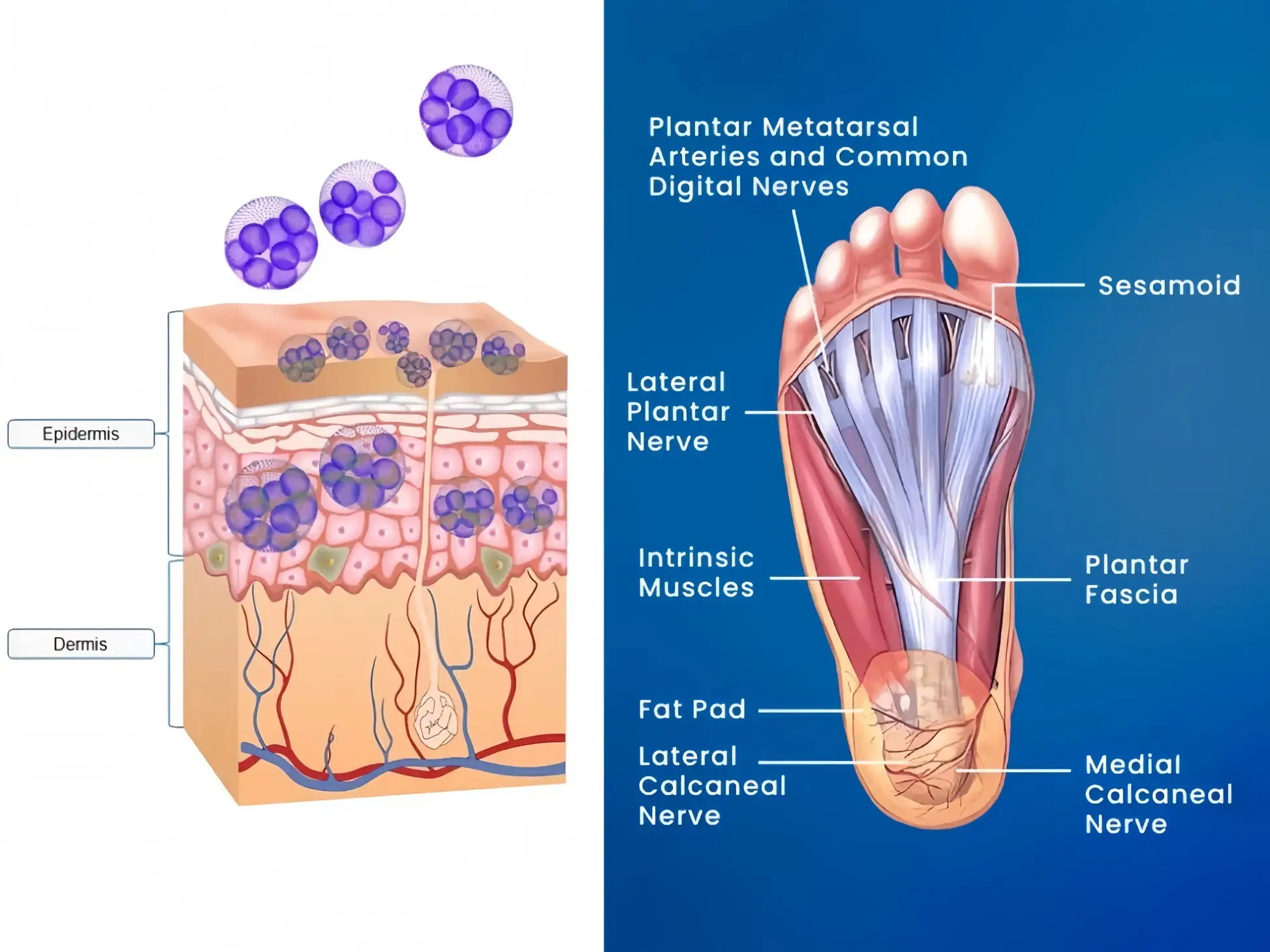 Herbal Foot Care Patches - Image 3