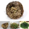 "Rose Of Jericho" - The Resurrection Plant