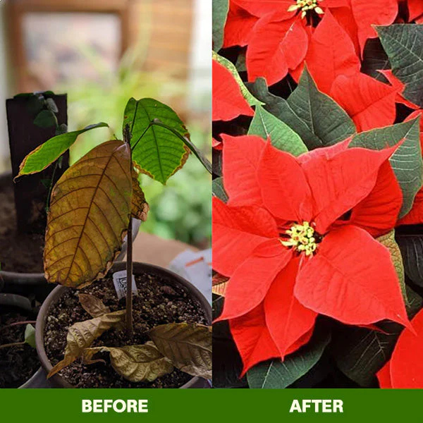MagicBlooms Slow-Release Plant Fertilizer Spikes - Image 8
