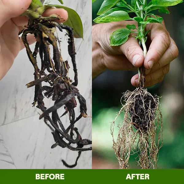 MagicBlooms Slow-Release Plant Fertilizer Spikes - Image 7