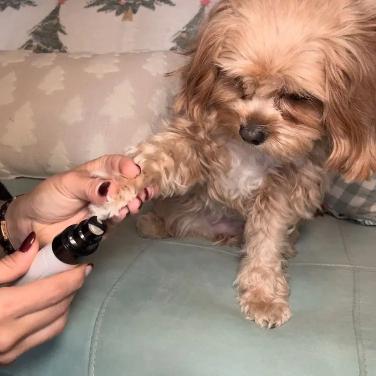 NESLEMY-QuietPaw Nail Grinder - Image 5