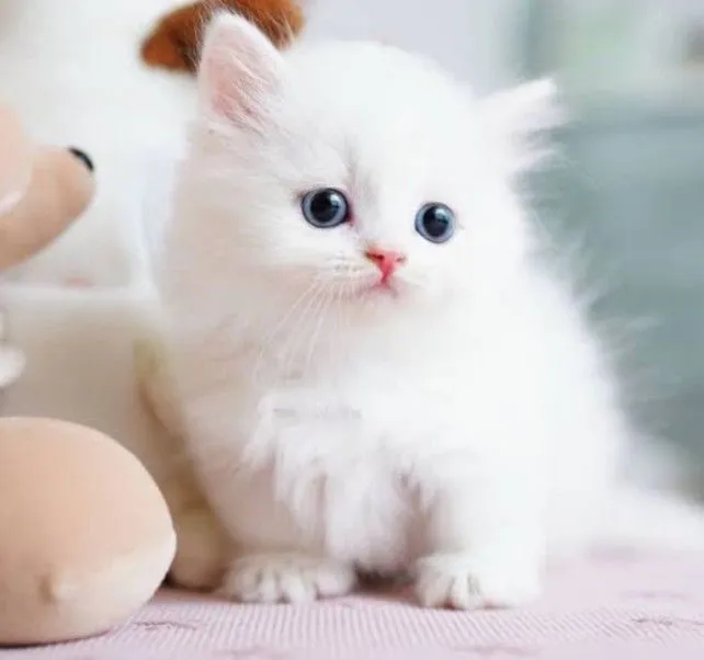 My Realistic Kitten Robot - Image 6