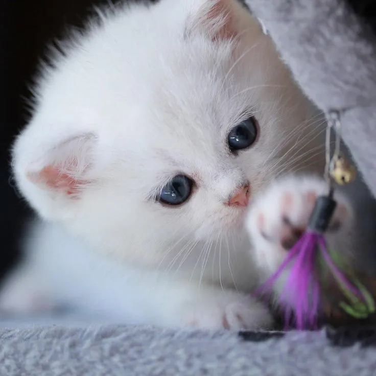 My Realistic Kitten Robot - Image 9