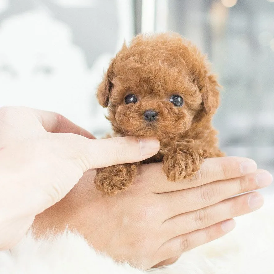 My Realistic Robot Puppy - Image 3