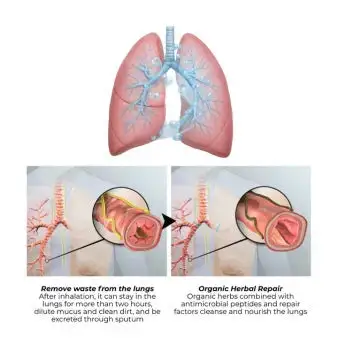 Botanical Mullein Lung Cleanse Diffuser - Image 5